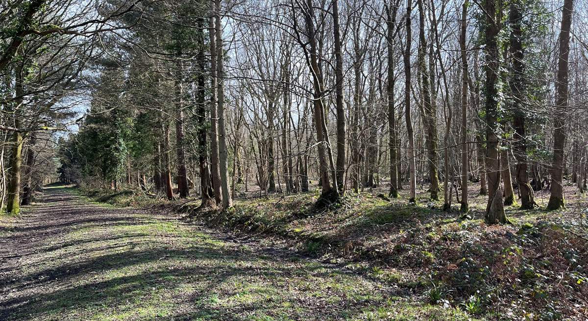 Explore Beckley Woods, a 145-hectare mixed woodland plantation.