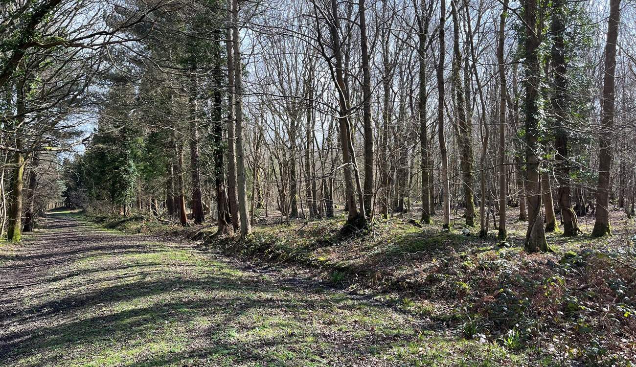 Explore Beckley Woods, a 145-hectare mixed woodland plantation.