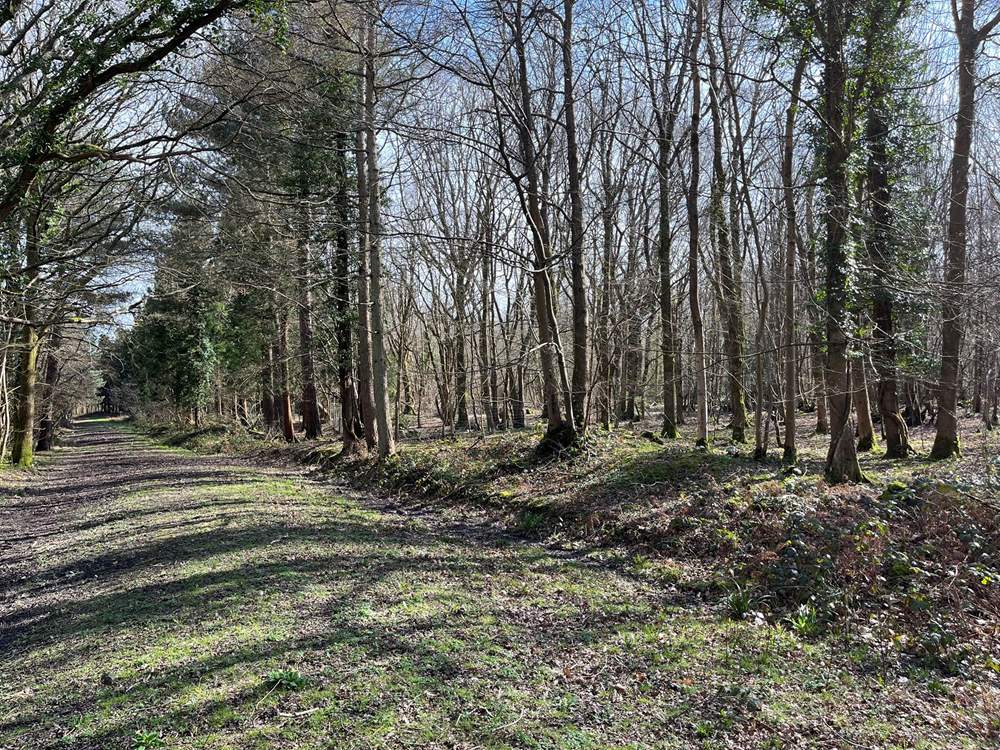 Explore Beckley Woods, a 145-hectare mixed woodland plantation.
