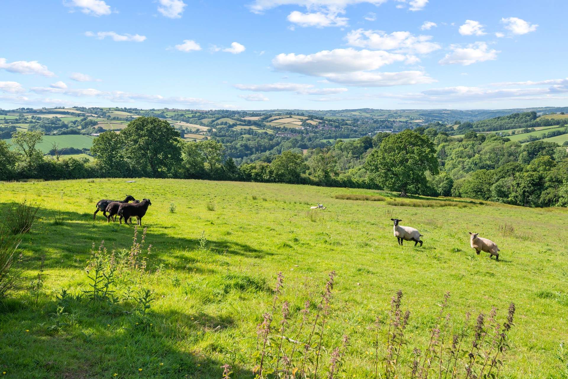 Say hello to a handful of your nosey neighbours in the field below.