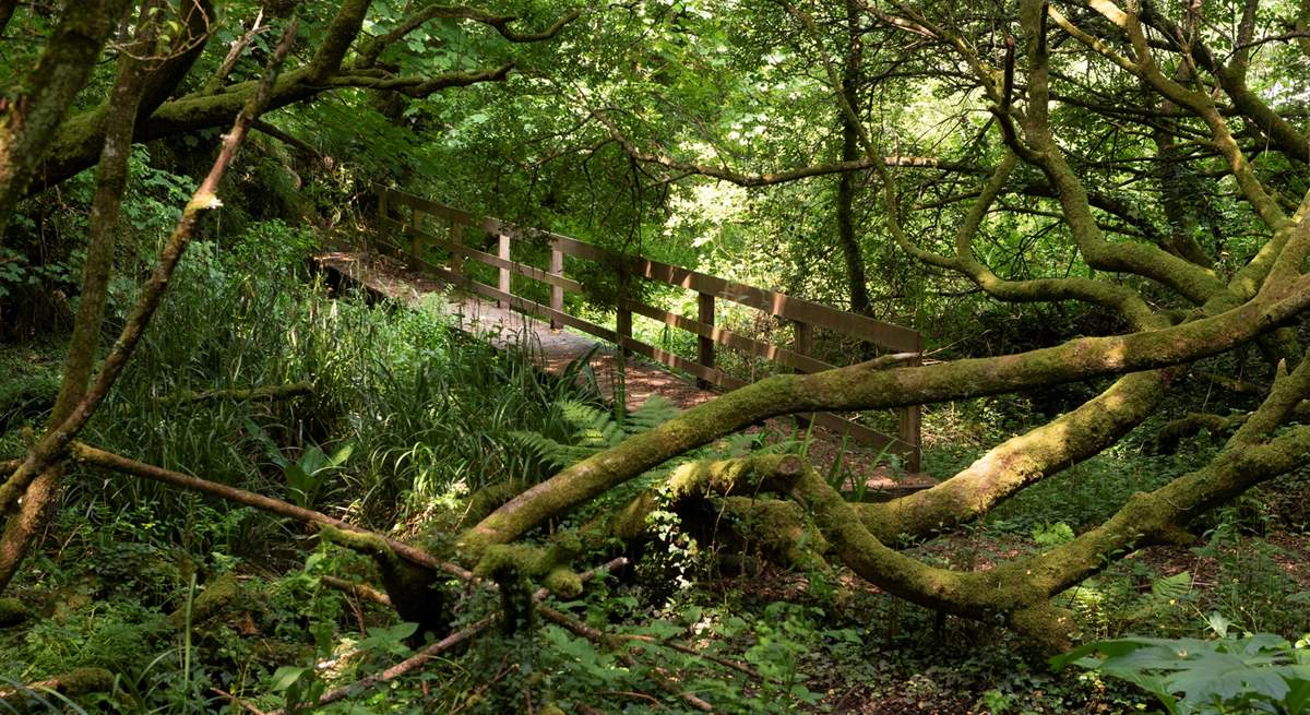 Stunning ethereal footpaths to explore on site.