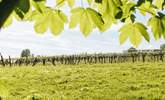 Pretty views of the orchard. - Thumbnail Image