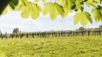 Pretty views of the orchard.