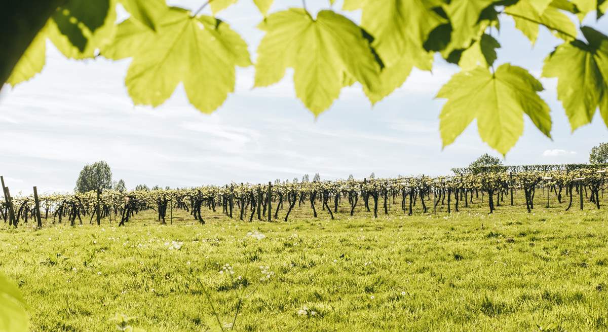 Pretty views of the orchard.