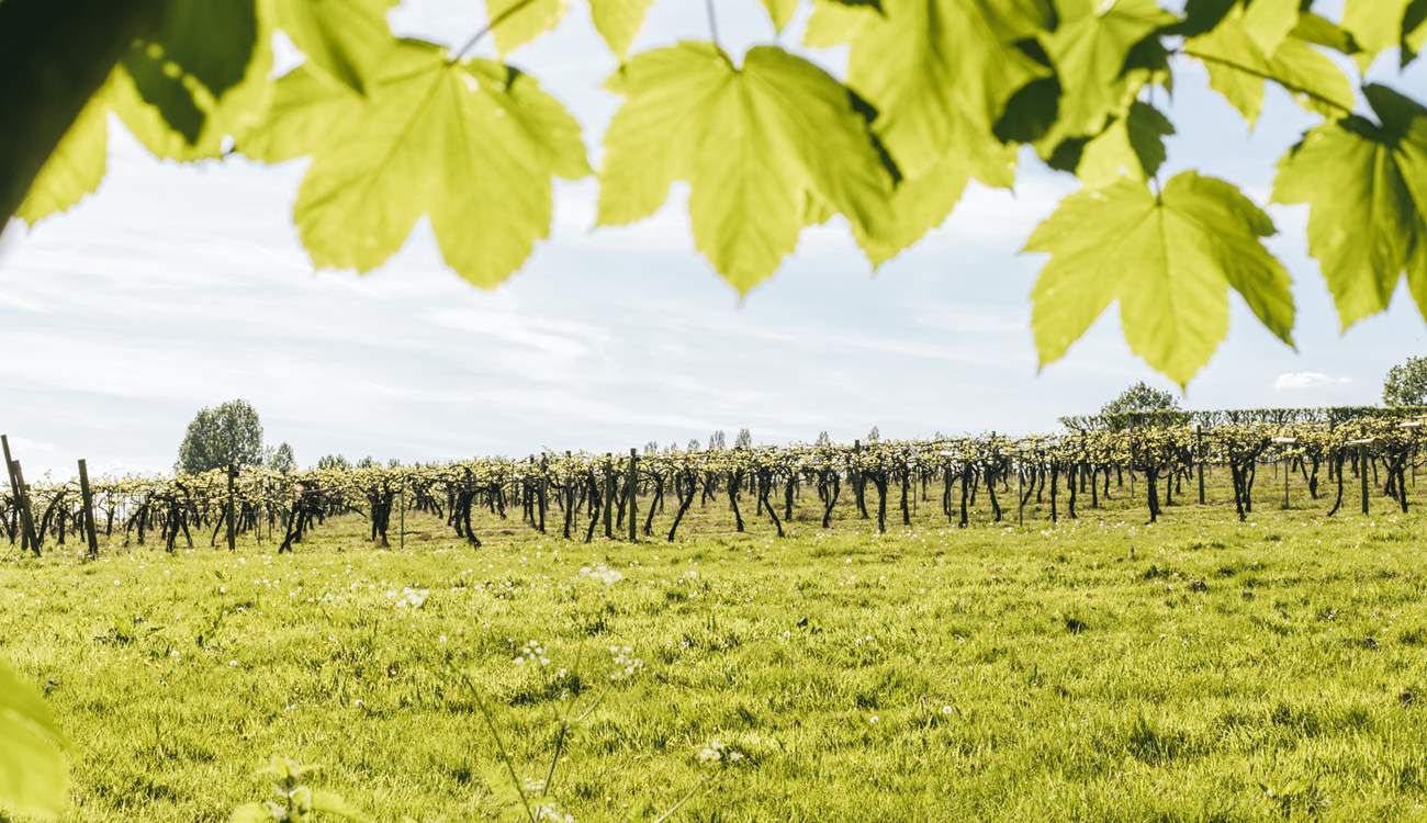 Pretty views of the orchard.