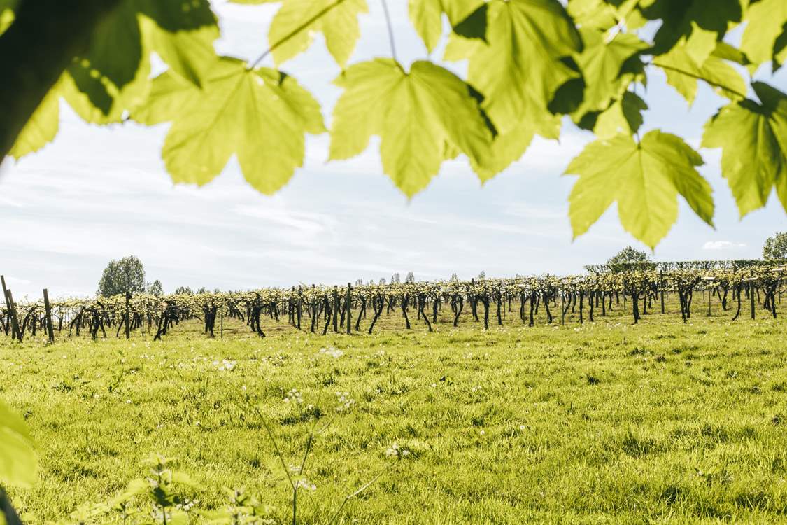 Pretty views of the orchard.