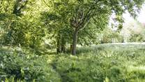 The extensive woodlands are the ideal spot to explore.