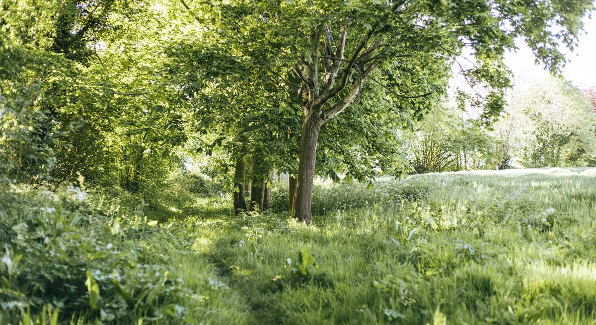 The extensive woodlands are the ideal spot to explore.