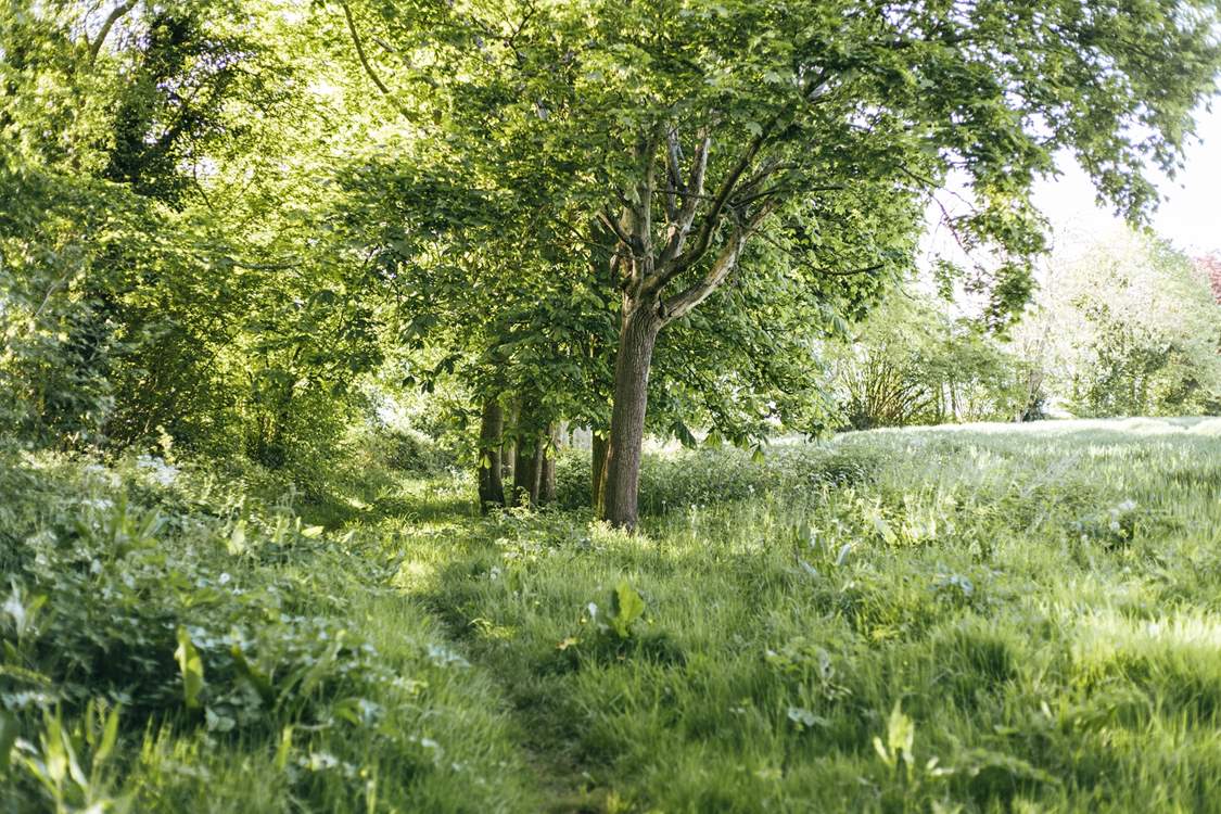 The extensive woodlands are the ideal spot to explore.