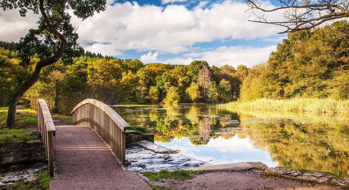 The beautiful Cannop Ponds in the Forest of Dean.