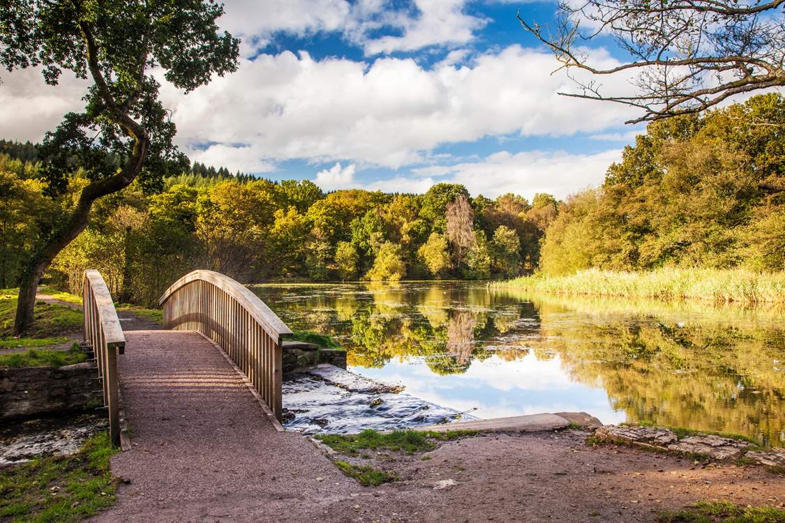 The beautiful Cannop Ponds in the Forest of Dean.