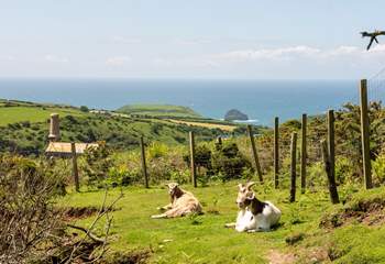 Don't forget to say hello to the resident goats, Lincoln and Mississippi during your stay! 