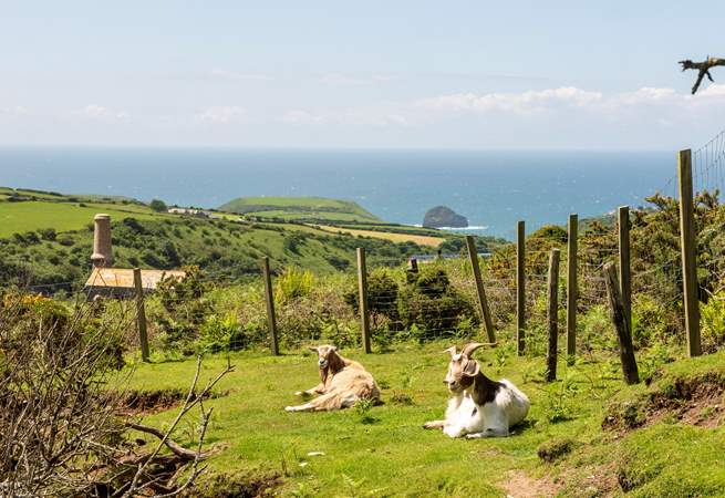 Don't forget to say hello to the resident goats, Lincoln and Mississippi during your stay! 