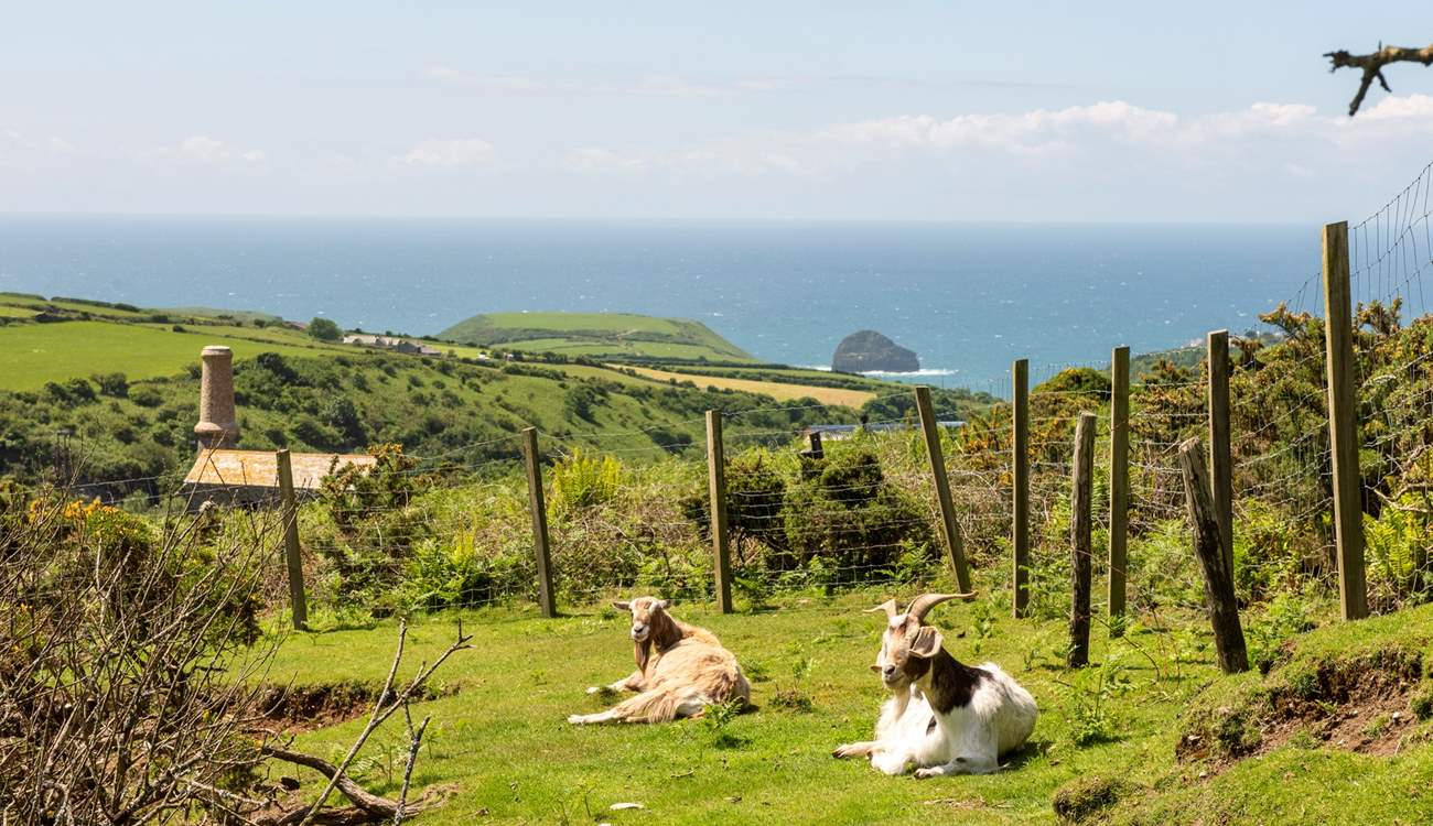 You'll become well acquainted with the resident goats, Lincoln and Mississippi before you leave this enchanting landscape. 