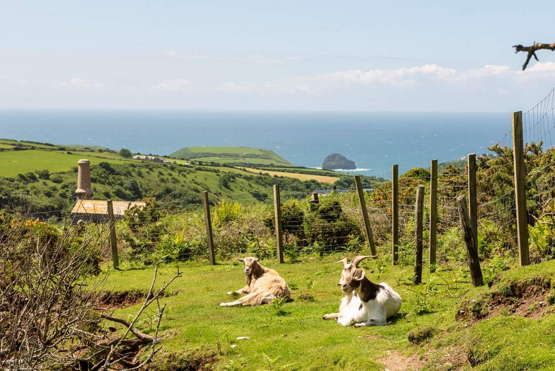 The resident goats, Lincoln and Mississippi will be sure to introduce themselves during your stay.