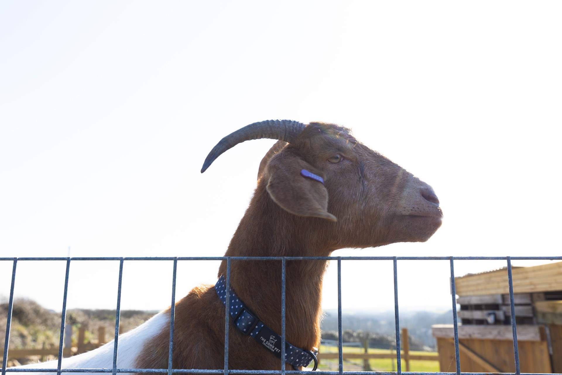 Friendly neighbours saying hello. Please do not feed!