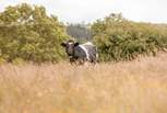 Surrounded by forest and countryside, the only neighbours you need to say hello to, are the cattle as they quietly graze in nearby fields. 