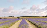 The beautiful lavender fields of Snowshill. - Thumbnail Image