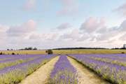 The beautiful lavender fields of Snowshill.