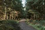 The Blackdown Hills can be reached in under 20- minutes. This is Staple Hill, a lovely walk through ancient pines. 