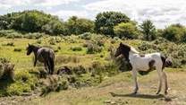 Exmoor offers a very special day out for nature lovers.