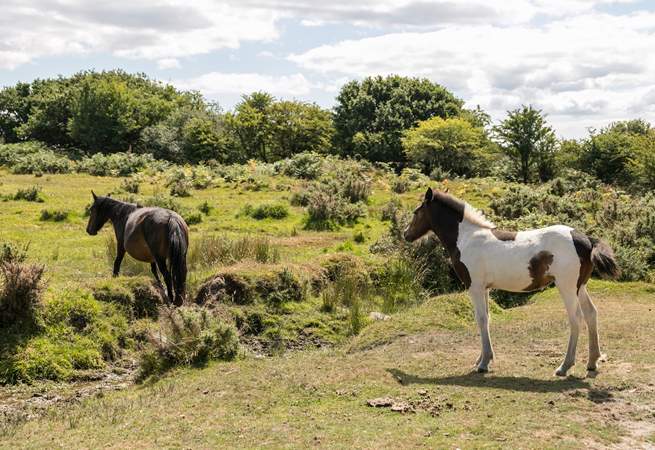 Exmoor offers a very special day out for nature lovers.