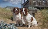 Let your four-legged friends explore the dunes and dog-friendly beaches of Heacham. - Thumbnail Image