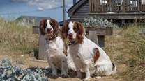 Let your four-legged friends explore the dunes and dog-friendly beaches of Heacham.