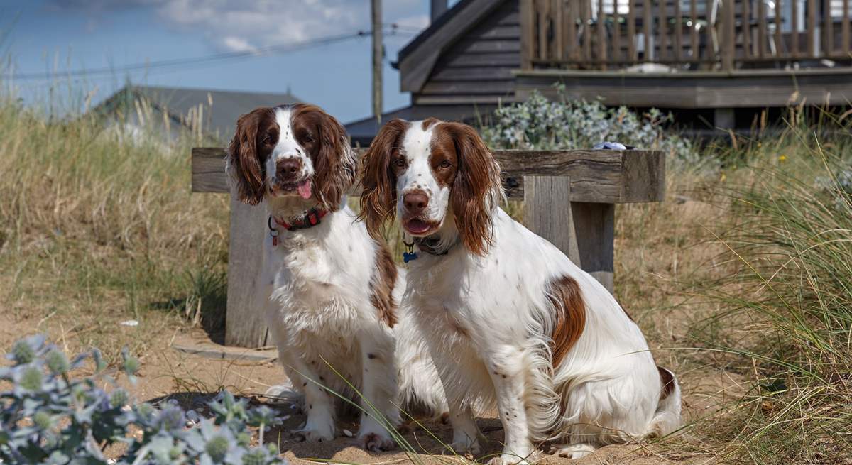 Let your four-legged friends explore the dunes and dog-friendly beaches of Heacham.