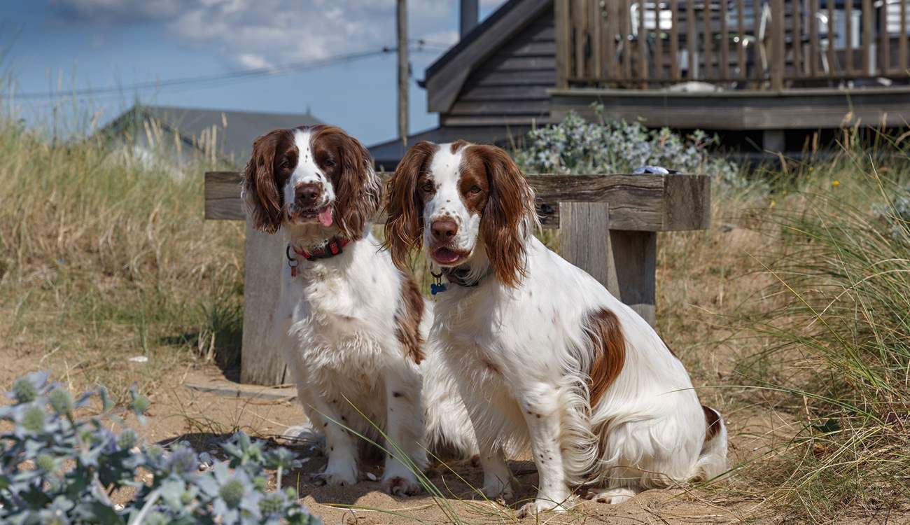 Let your four-legged friends explore the dunes and dog-friendly beaches of Heacham.