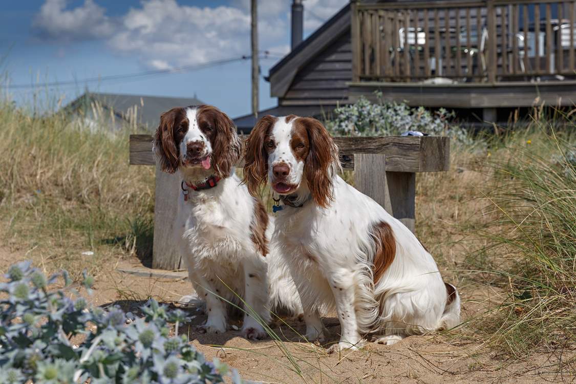 Let your four-legged friends explore the dunes and dog-friendly beaches of Heacham.