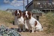 Let your four-legged friends explore the dunes and dog-friendly beaches of Heacham.