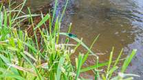 The natural and unspoilt area of Lexhayne Mill is a real bonus for wildlife lovers, as the insects, birds and wildlife in general is vast in at this beautiful spot.