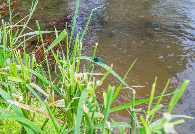 The natural and unspoilt area of Lexhayne Mill is a real bonus for wildlife lovers, as the insects, birds and wildlife in general is vast in at this beautiful spot.