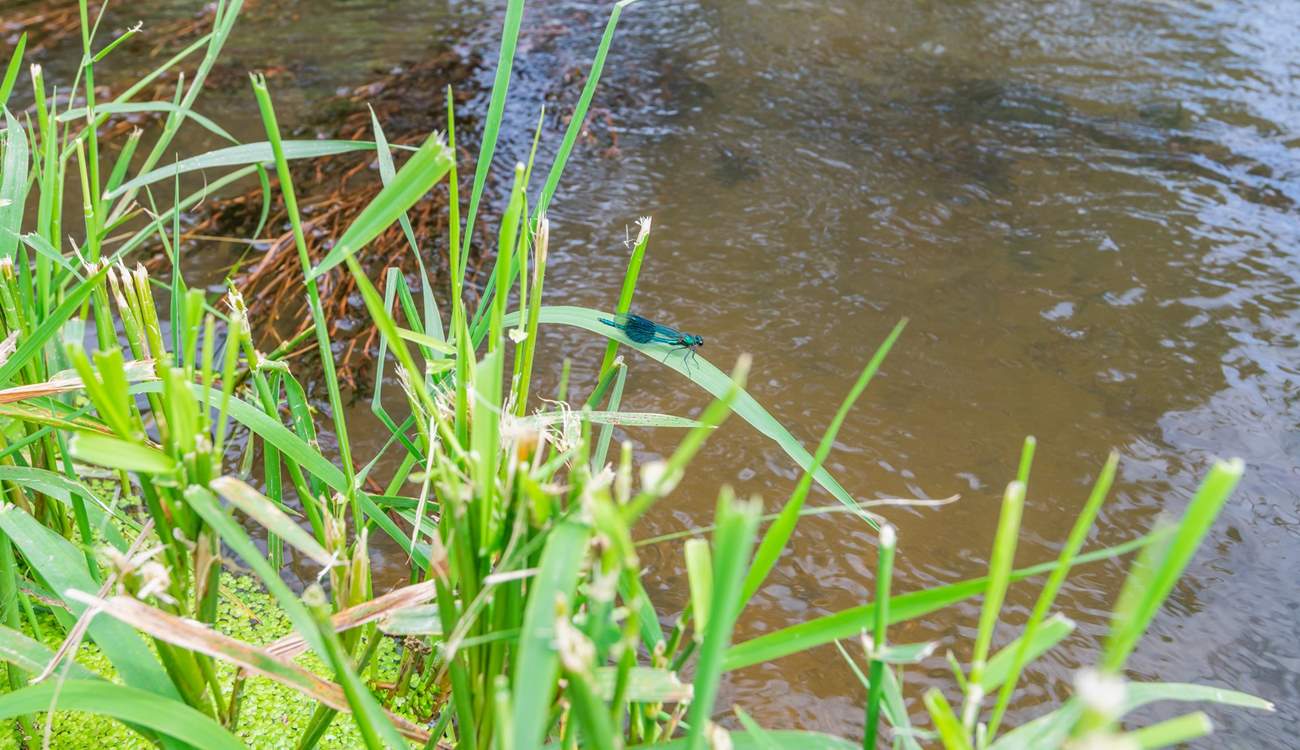 The natural and unspoilt area of Lexhayne Mill is a real bonus for wildlife lovers, as the insects, birds and wildlife in general is vast in at this beautiful spot.