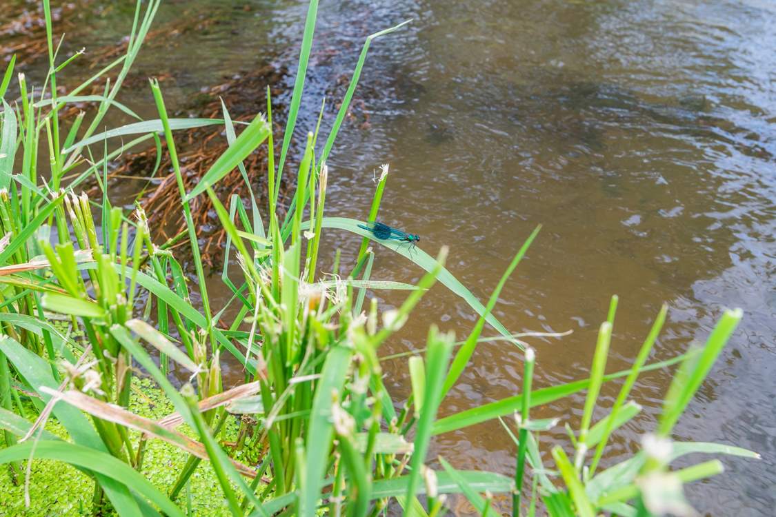 The natural and unspoilt area of Lexhayne Mill is a real bonus for wildlife lovers, as the insects, birds and wildlife in general is vast in at this beautiful spot.