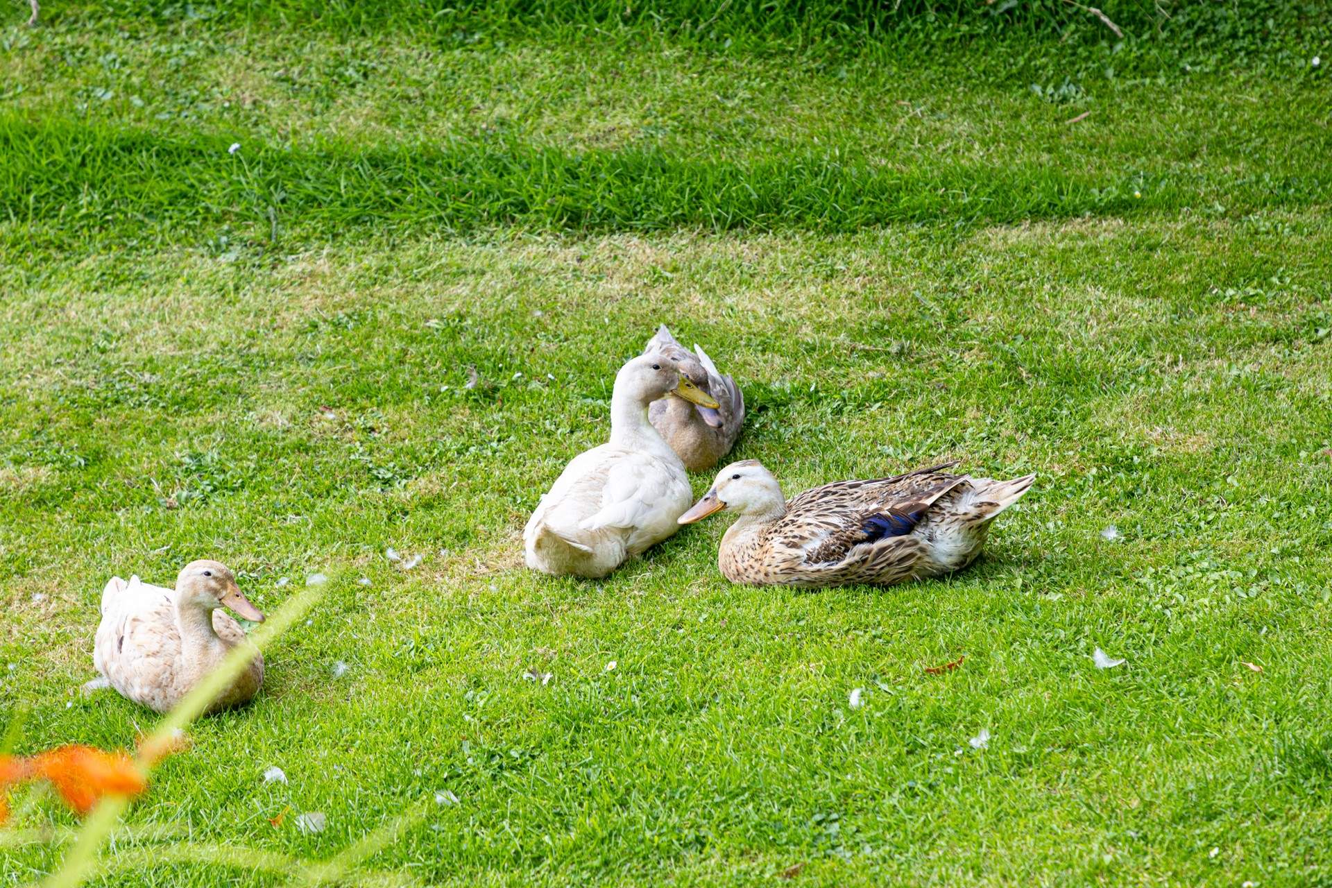 Ducks roam freely in the grounds, how lovely.