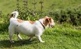 Hay Barn welcomes a small dog - with plenty of walks around, they are going to love their holiday too.  - Thumbnail Image