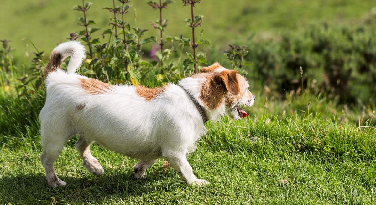 Hay Barn welcomes a small dog - with plenty of walks around, they are going to love their holiday too. 