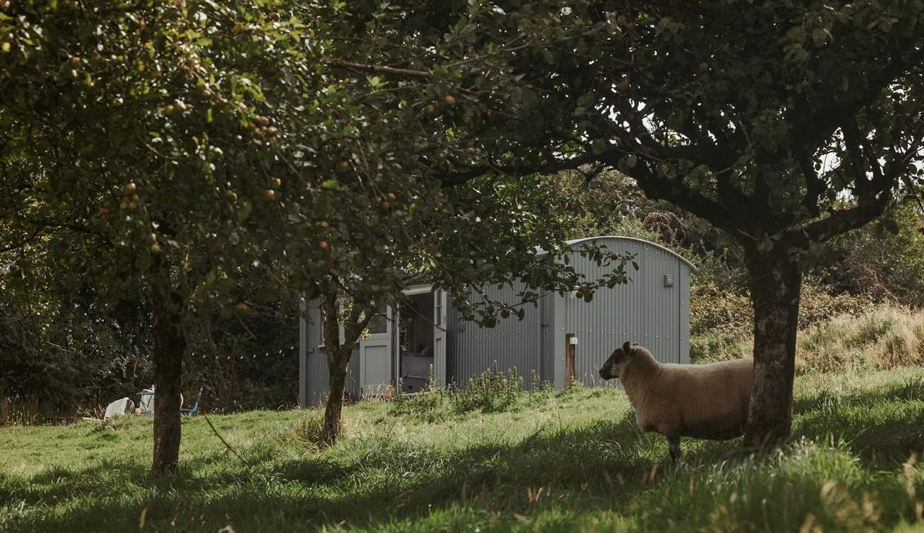 The resident sheep, will be seen wandering and grazing around the meadow.