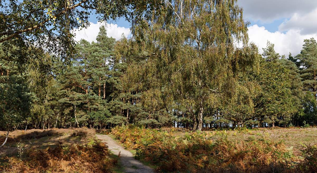 Natural walks await close-by at Dersingham bog.