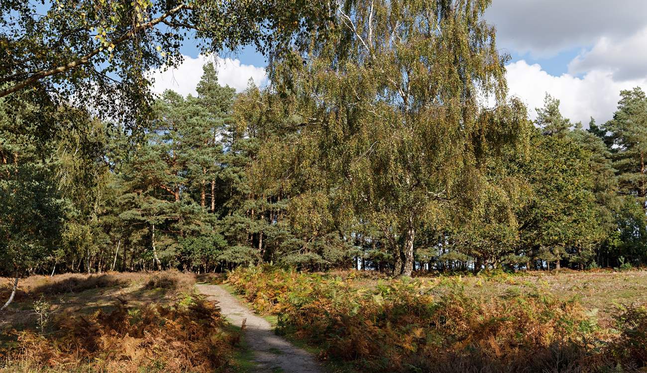 Natural walks await close by at Dersingham bog, and close to Sandringham woods.