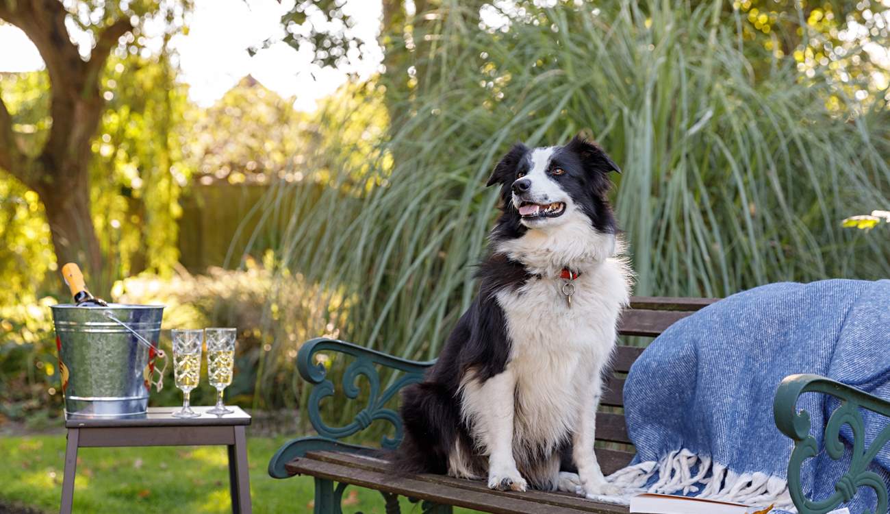 Your four-legged friends are welcome to join you on holiday. 