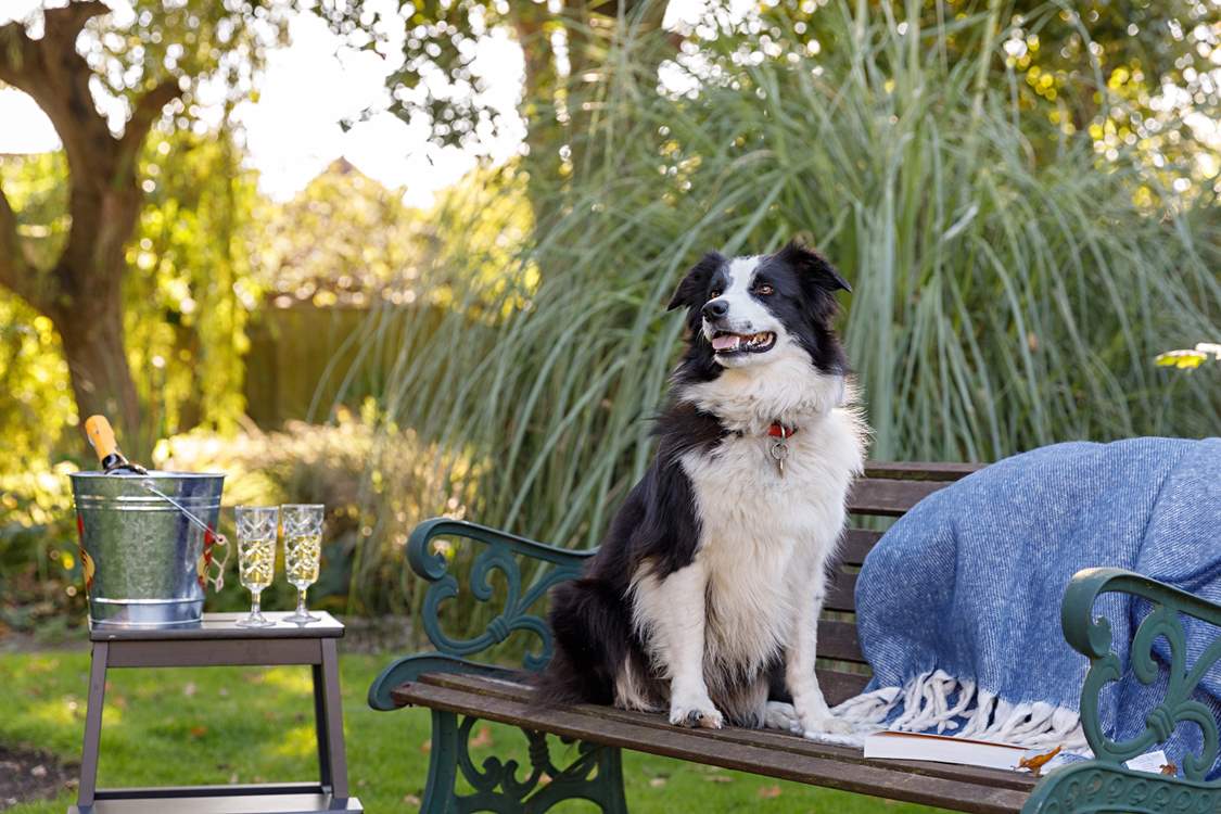 Your four-legged friends are welcome to join you on holiday.