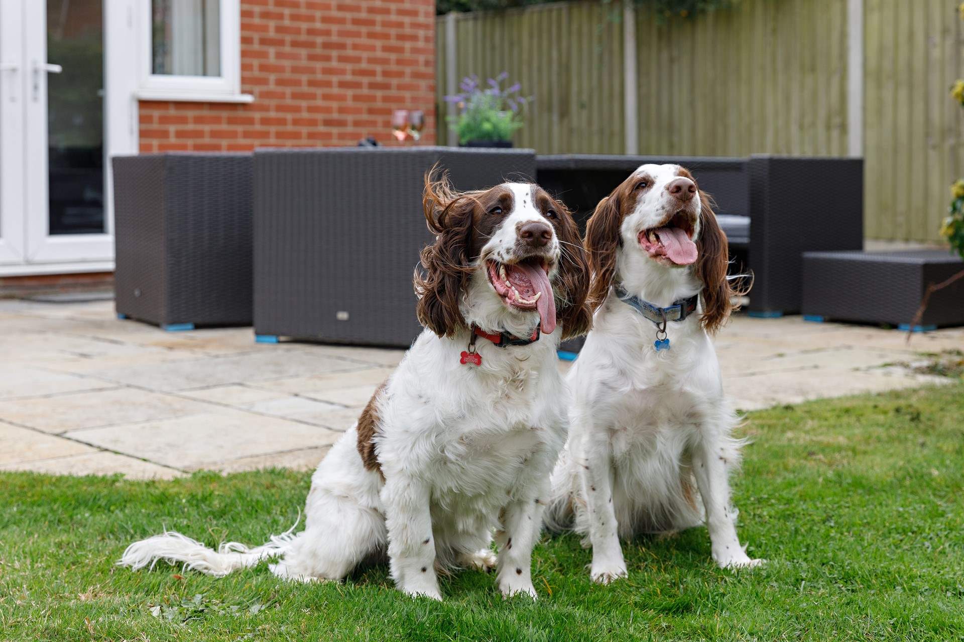 Sancia is dog friendly too!