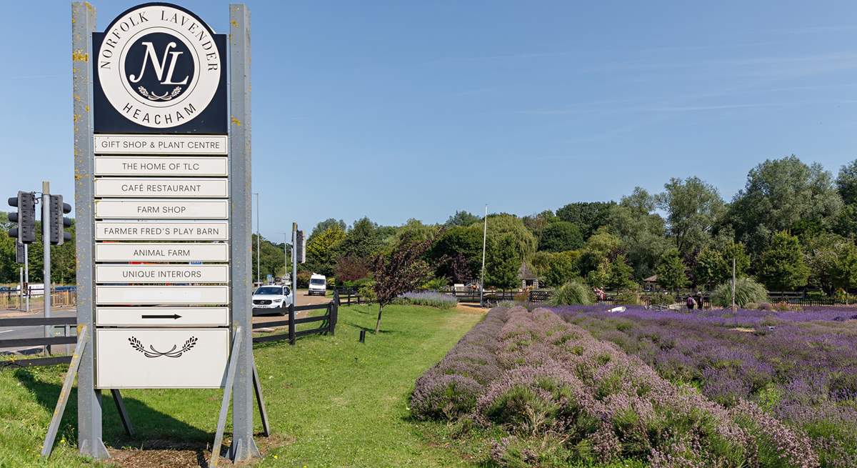 Visit the stunning Norfolk lavender fields.