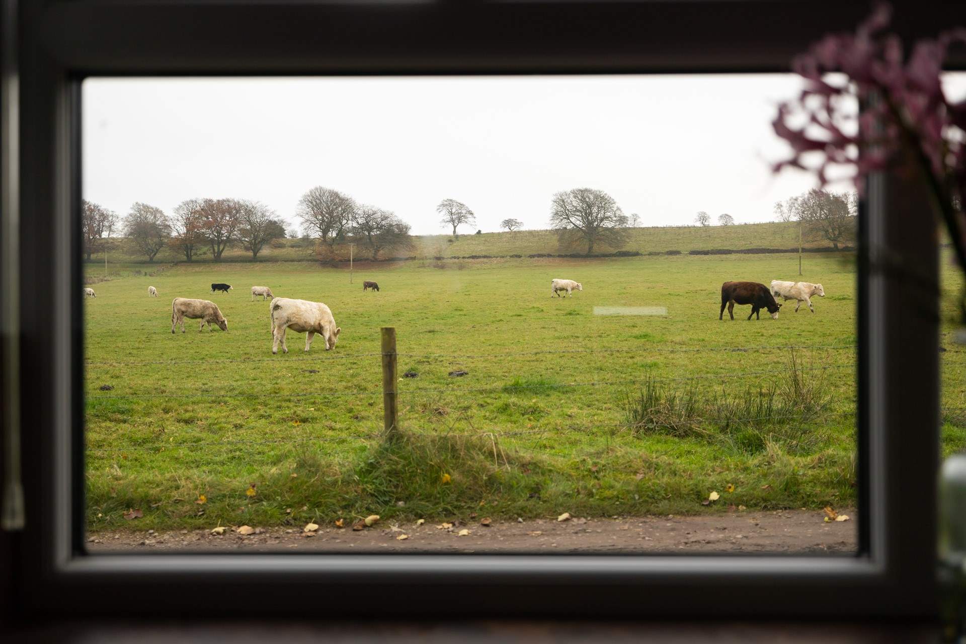Through the kitchen window I spy cows!!