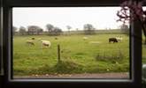 Through the kitchen window I spy cows!! - Thumbnail Image