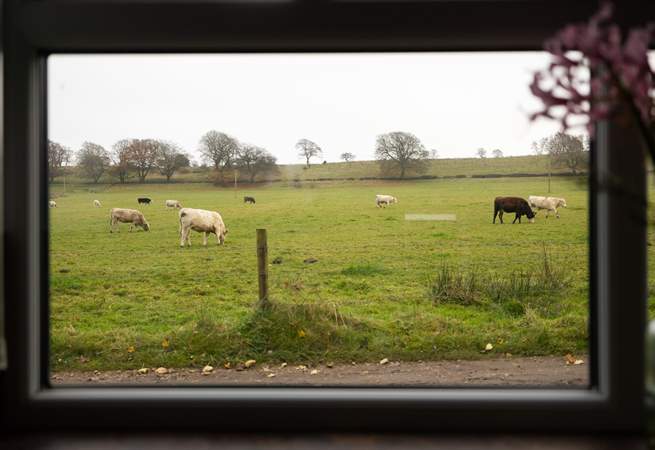 Through the kitchen window I spy cows!!