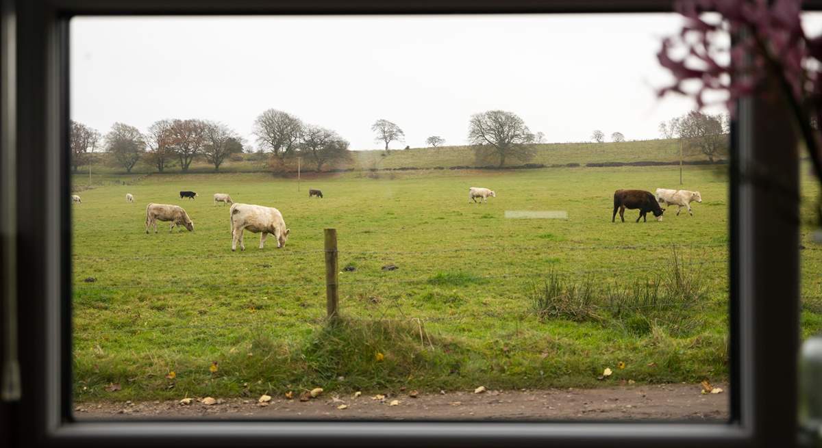 Through the kitchen window I spy cows!!